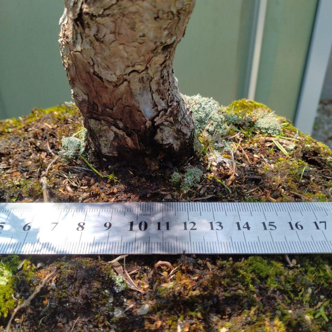 吾妻五葉松。文人造り。