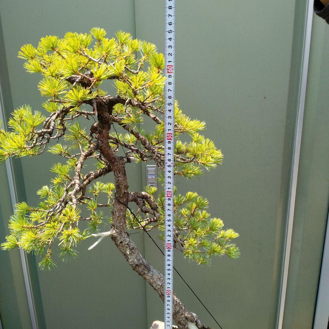 吾妻五葉松。文人造り。