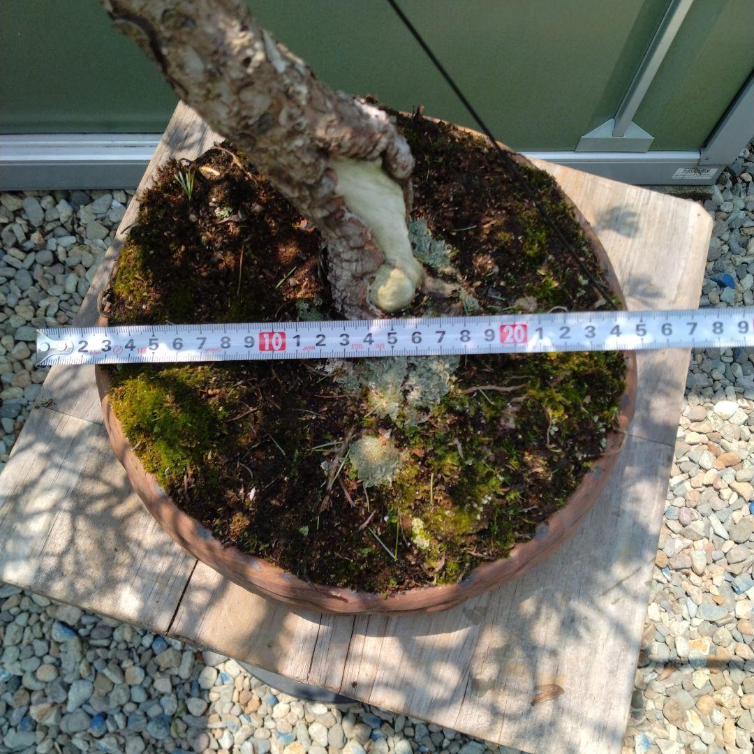 吾妻五葉松。文人造り。