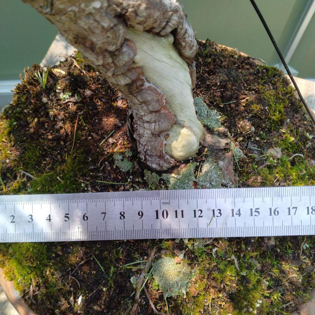 吾妻五葉松。文人造り。