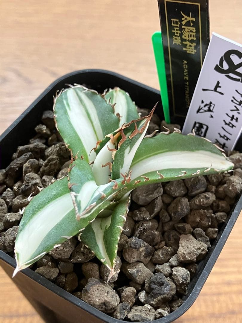 【クリスマスセール】♯13 活着間近　大きめ　アガベ　太陽神錦　白中斑　TC