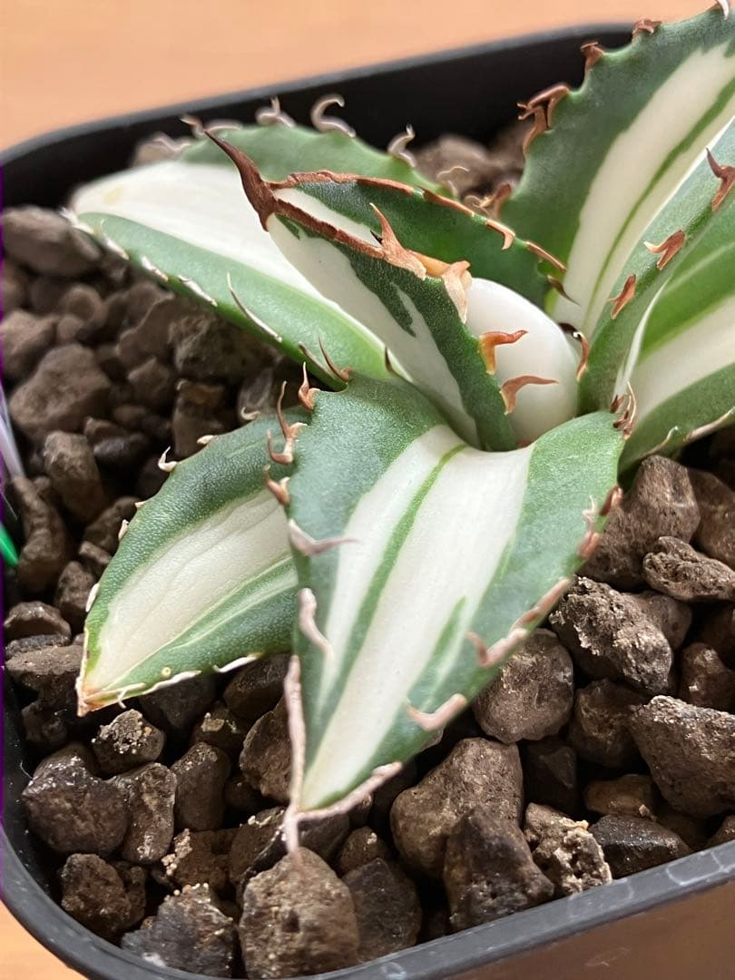 【クリスマスセール】♯13 活着間近　大きめ　アガベ　太陽神錦　白中斑　TC
