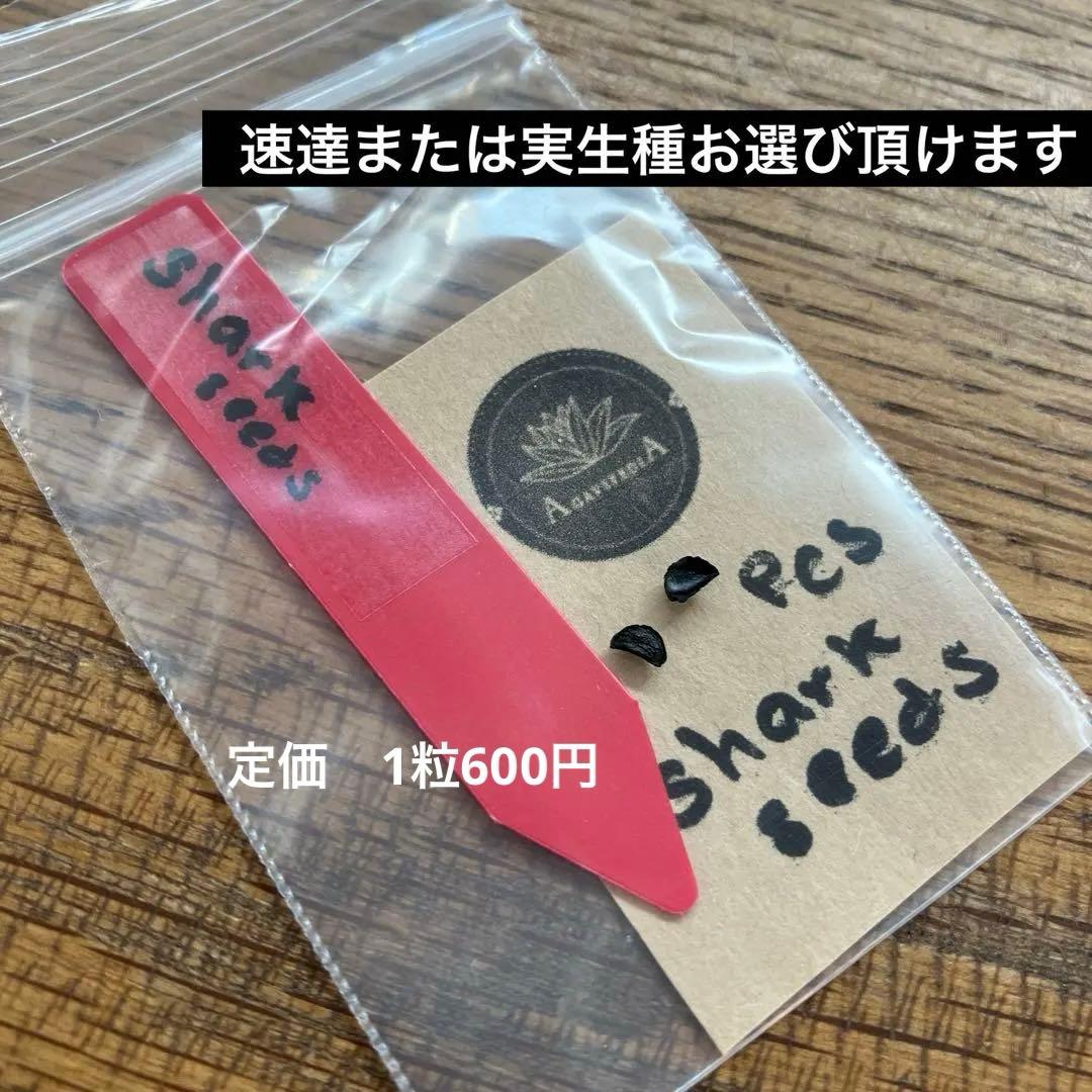 【クリスマスセール】♯13 活着間近　大きめ　アガベ　太陽神錦　白中斑　TC