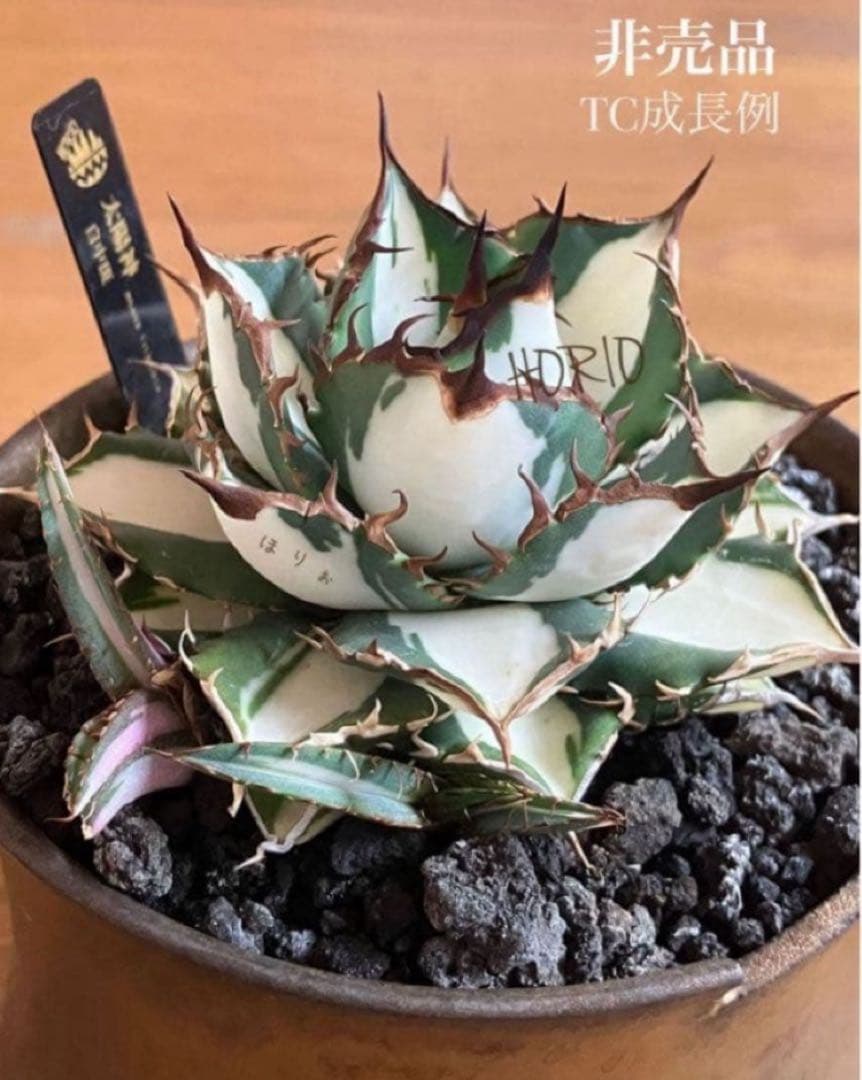 【クリスマスセール】♯13 活着間近　大きめ　アガベ　太陽神錦　白中斑　TC