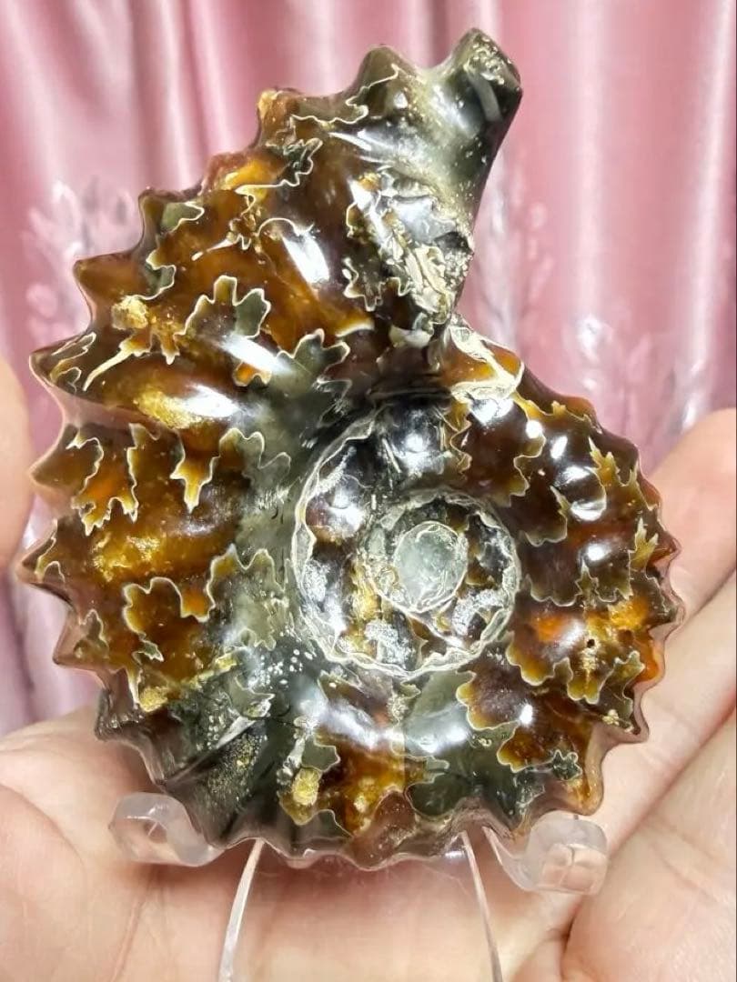 極美品マダガスカルのアンモナイト化石　本物希少 貴重品　置物　インテリア送料無料