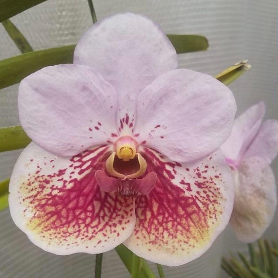 サンデリアナ　幼苗　3 洋蘭