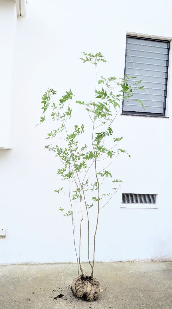 山採りアオダモ。