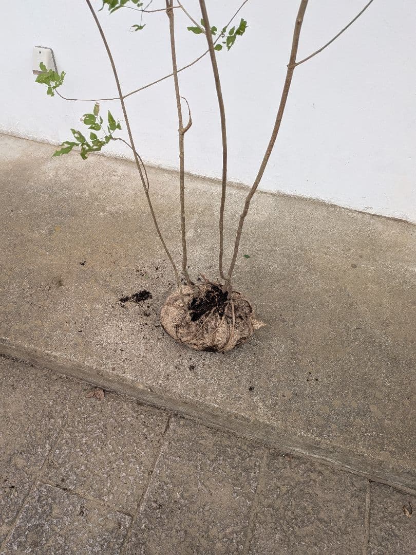 山採りアオダモ。