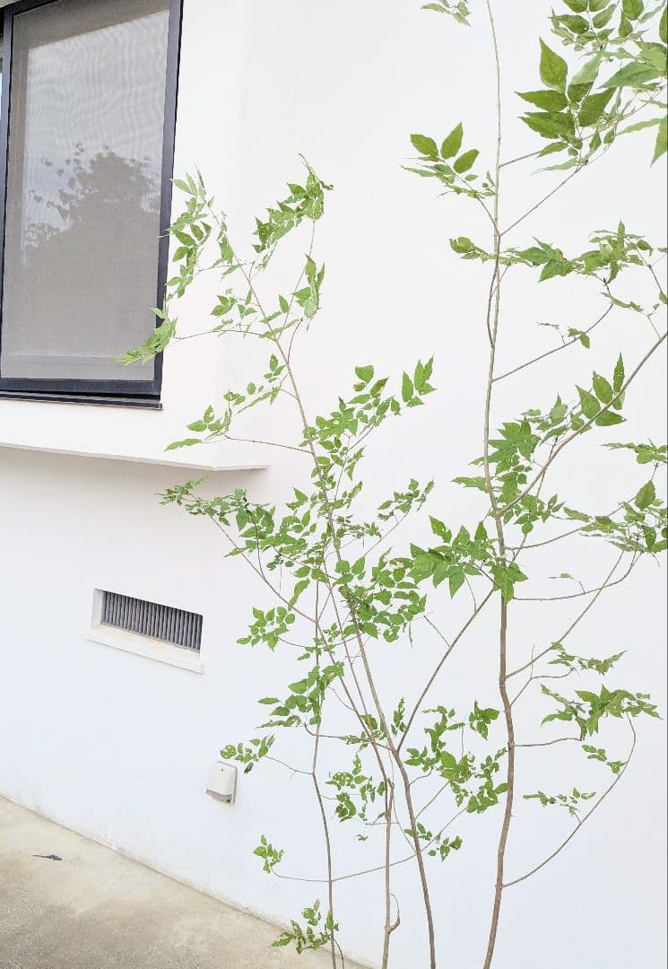 山採りアオダモ。