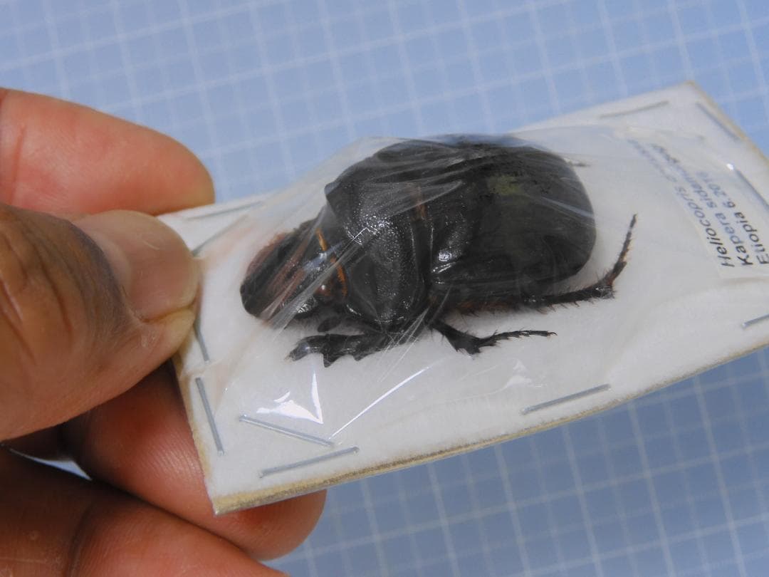 標本 Etiopia Helicopris densissa 35mm