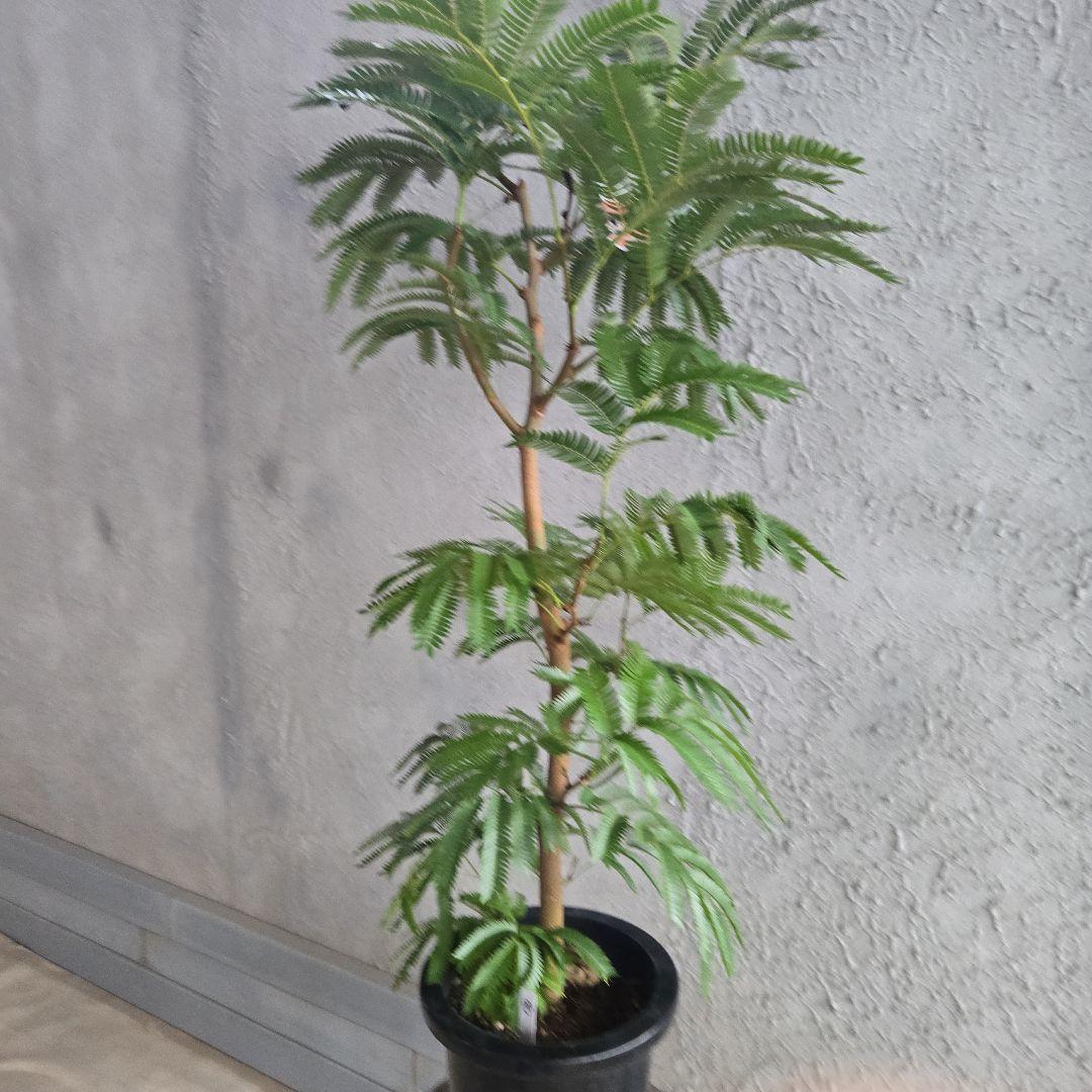 ②　エバーフレッシュ　8号極太　最高等級極上品‼️