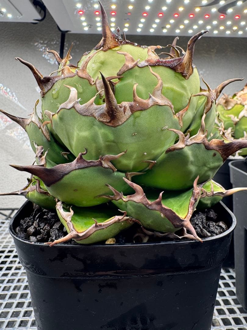 アガベ 実生選抜株ノーネーム(写真株)