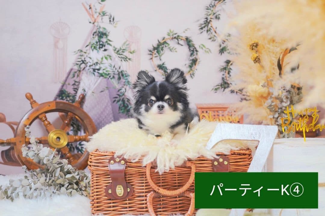 背景布　【　ハロウィンE　】　サンプル　パーティー、ペット撮影用　タペストリー