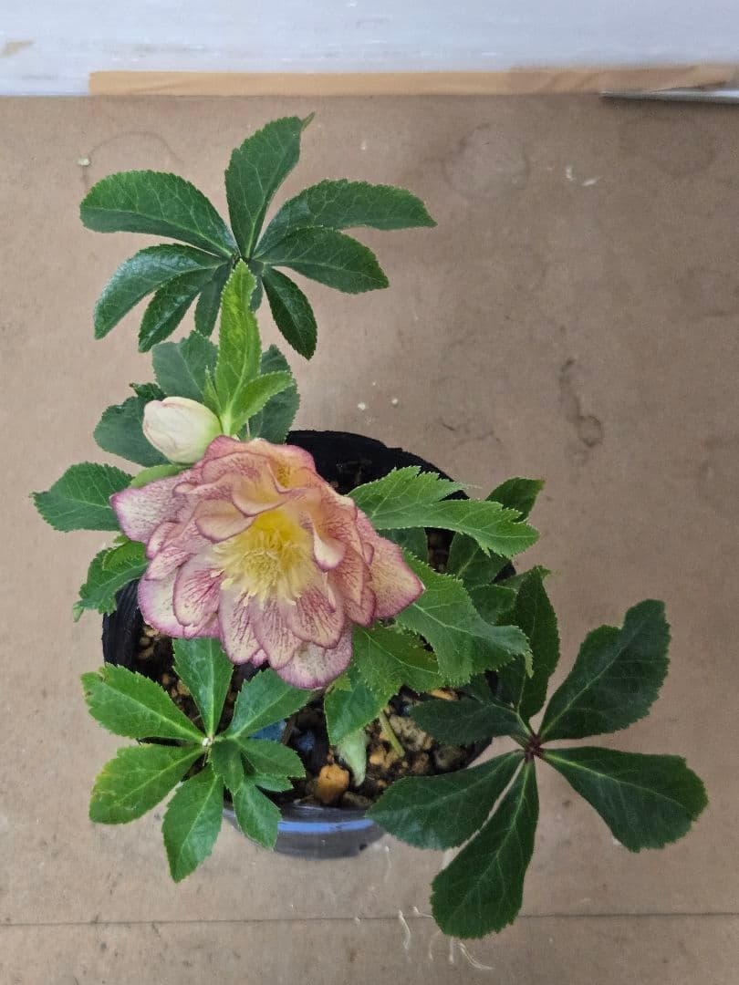 ☆クリスマスローズ☆ダブル　ゴールド☆5号ポット☆