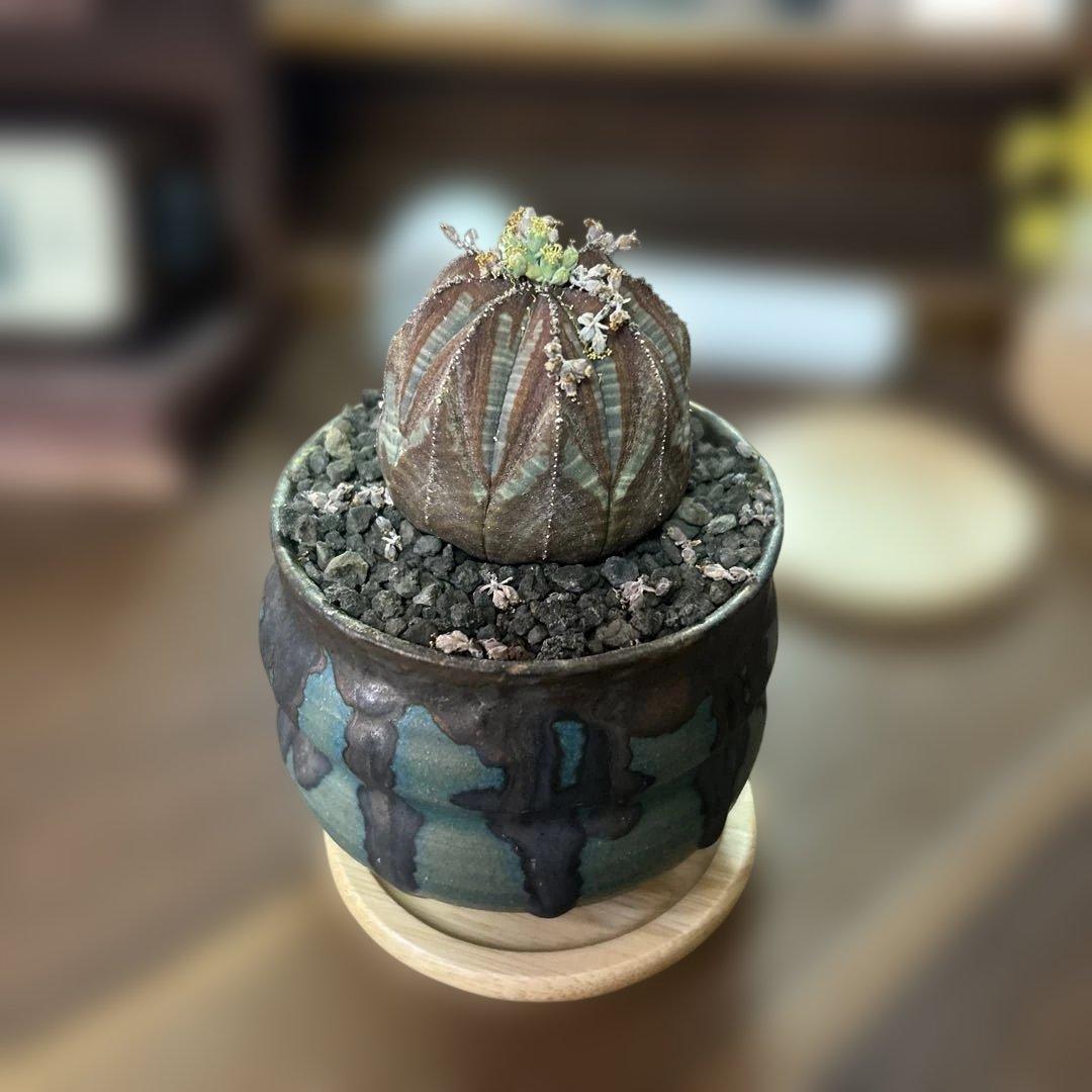 ユーフォルビア オベサ × soel 鉢