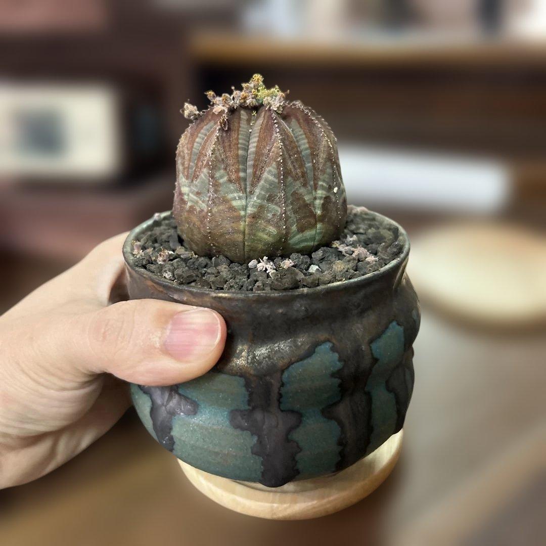 ユーフォルビア オベサ × soel 鉢