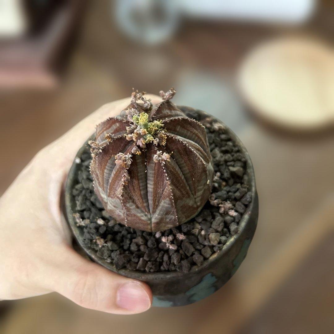 ユーフォルビア オベサ × soel 鉢