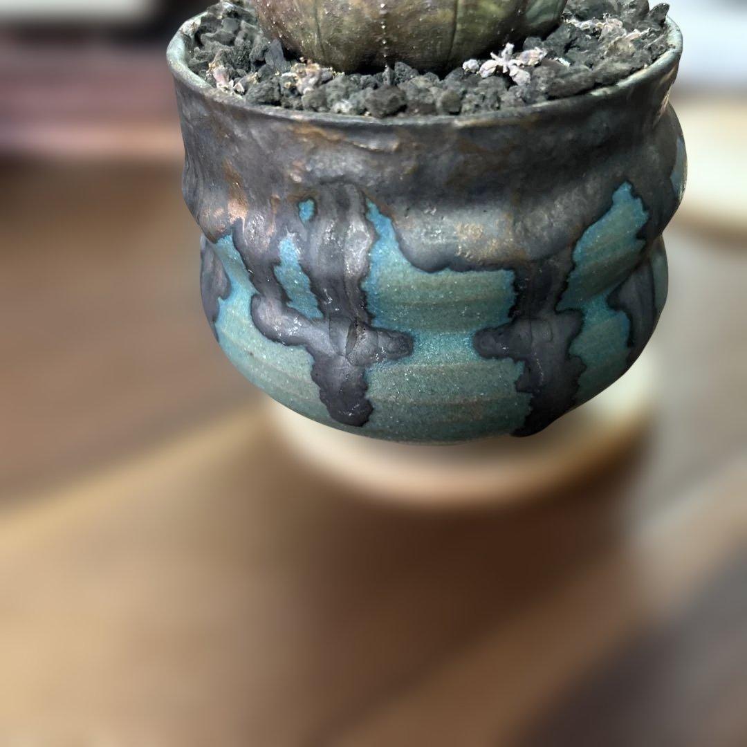 ユーフォルビア オベサ × soel 鉢