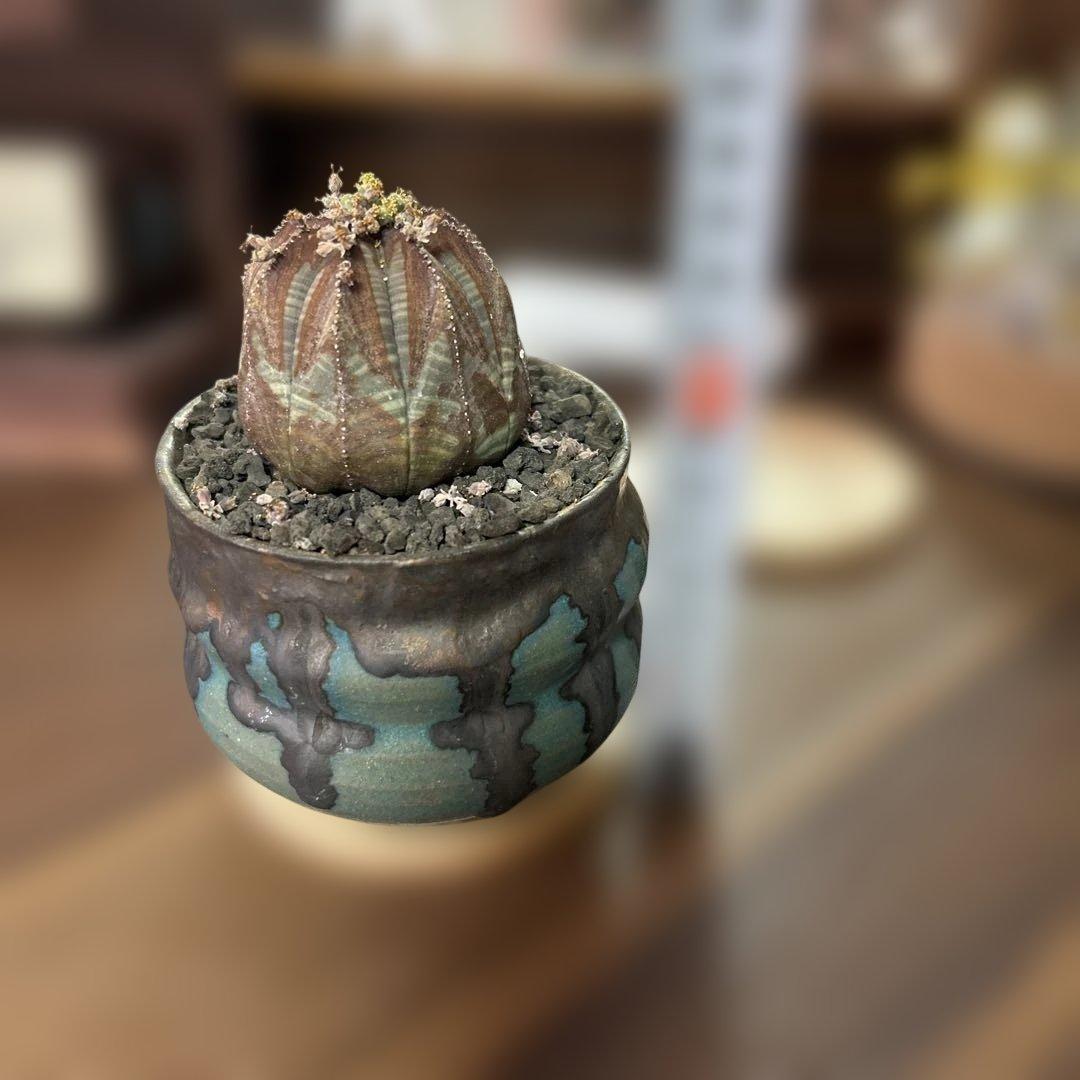 ユーフォルビア オベサ × soel 鉢