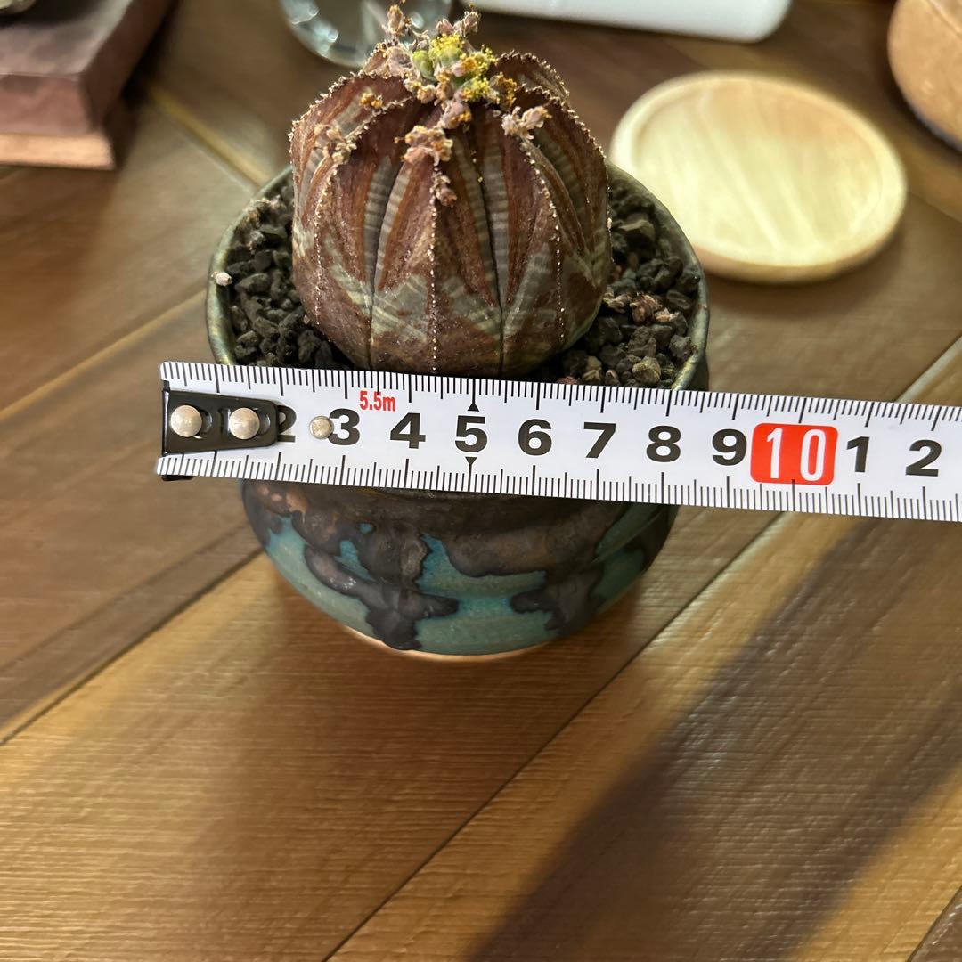 ユーフォルビア オベサ × soel 鉢