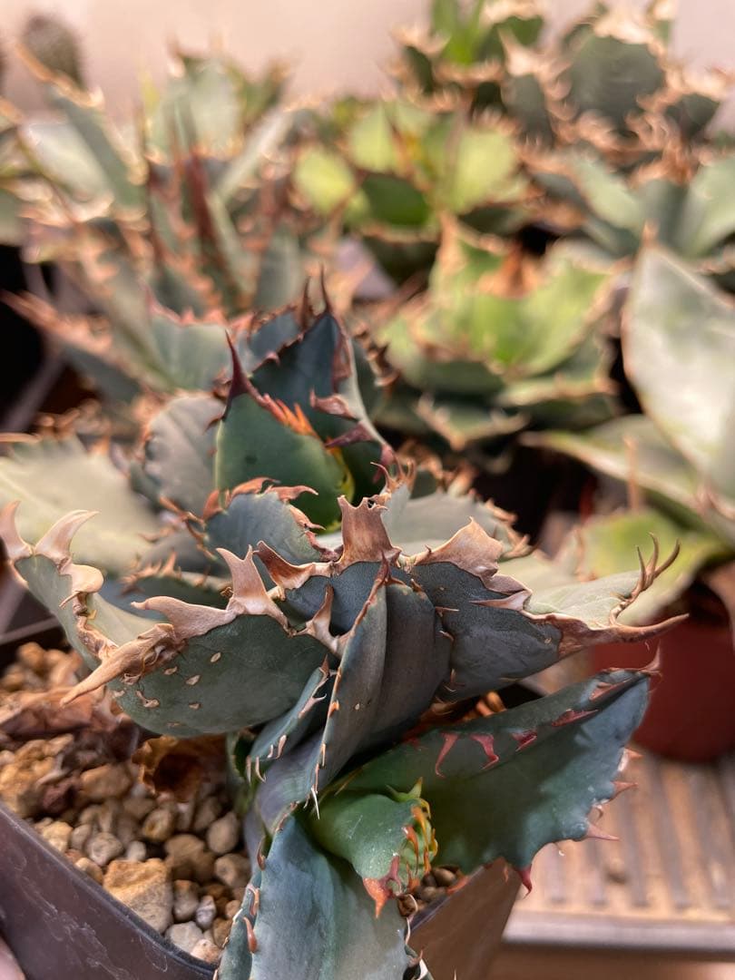 アガベ　チタノタブルー　実生選抜　2株限定