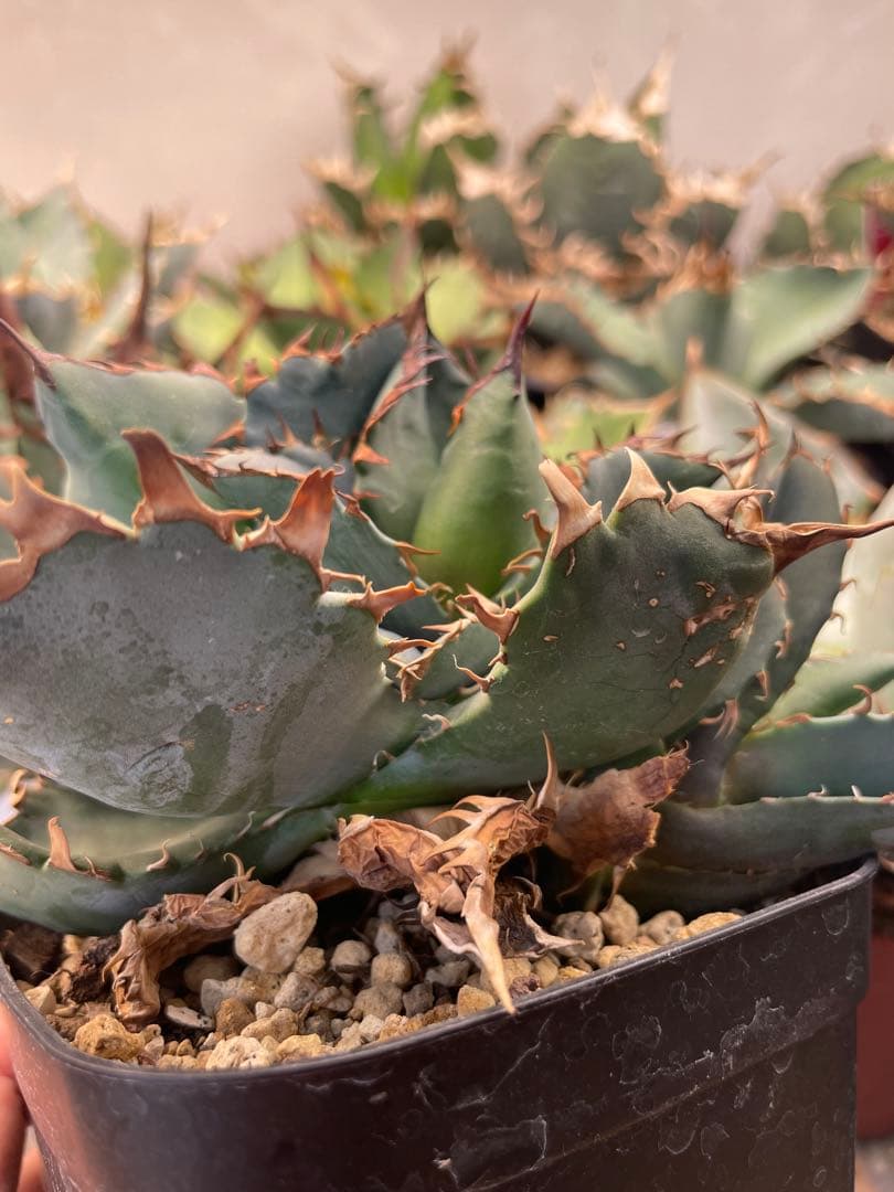 アガベ　チタノタブルー　実生選抜　2株限定