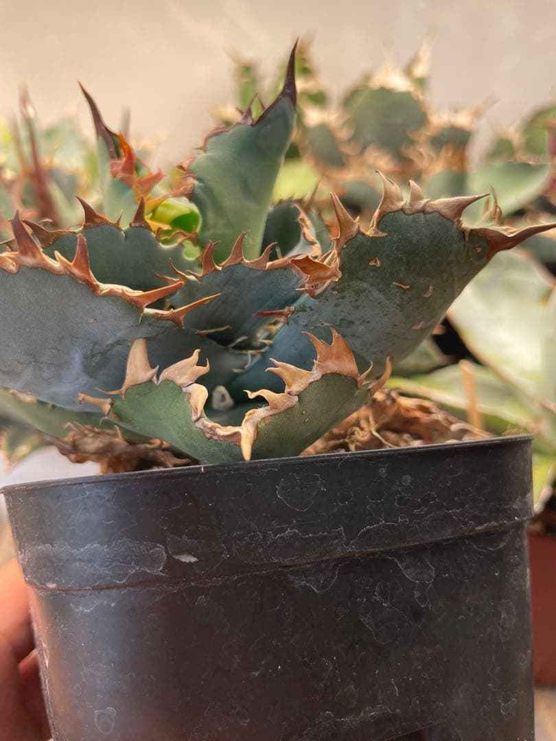 アガベ　チタノタブルー　実生選抜　2株限定