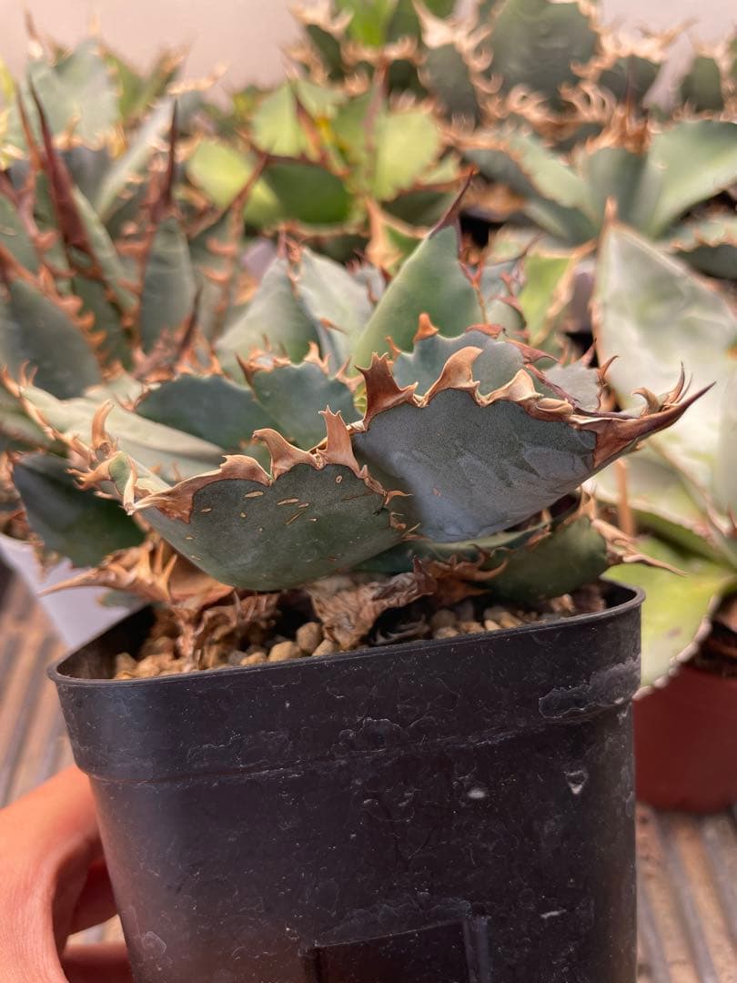 アガベ　チタノタブルー　実生選抜　2株限定