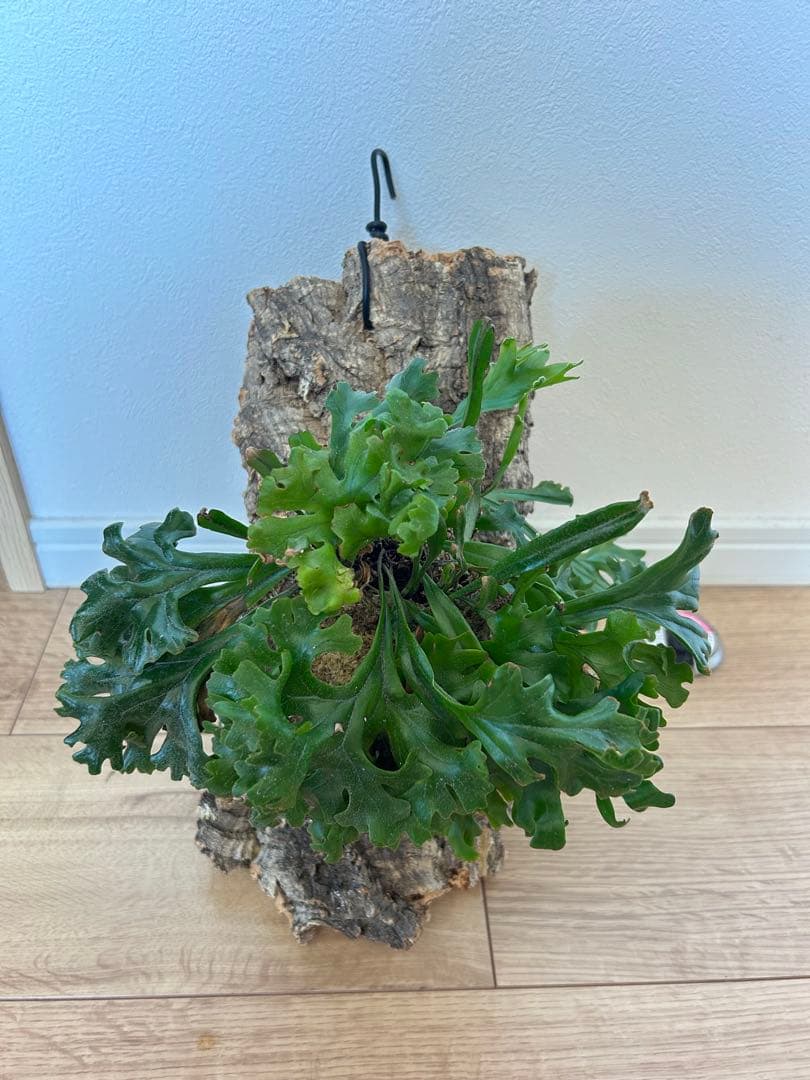 Pyrrosia longifolia ピロシア ロンギフォリア