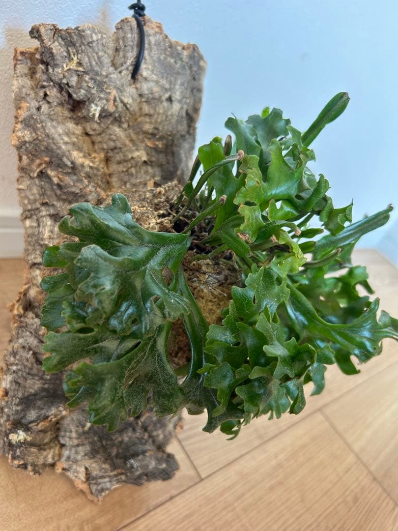 Pyrrosia longifolia ピロシア ロンギフォリア