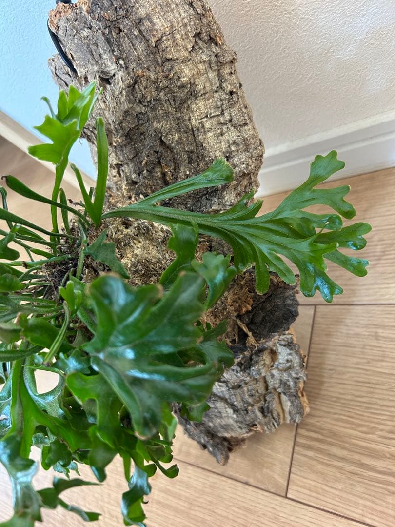 Pyrrosia longifolia ピロシア ロンギフォリア