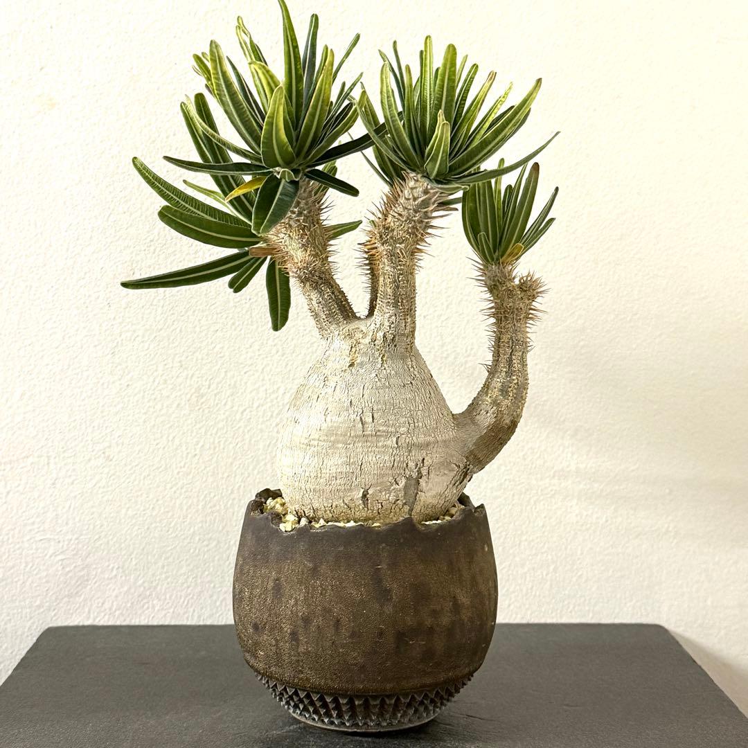 パキポディウム・グラキリス　spicygem「コレクション株」