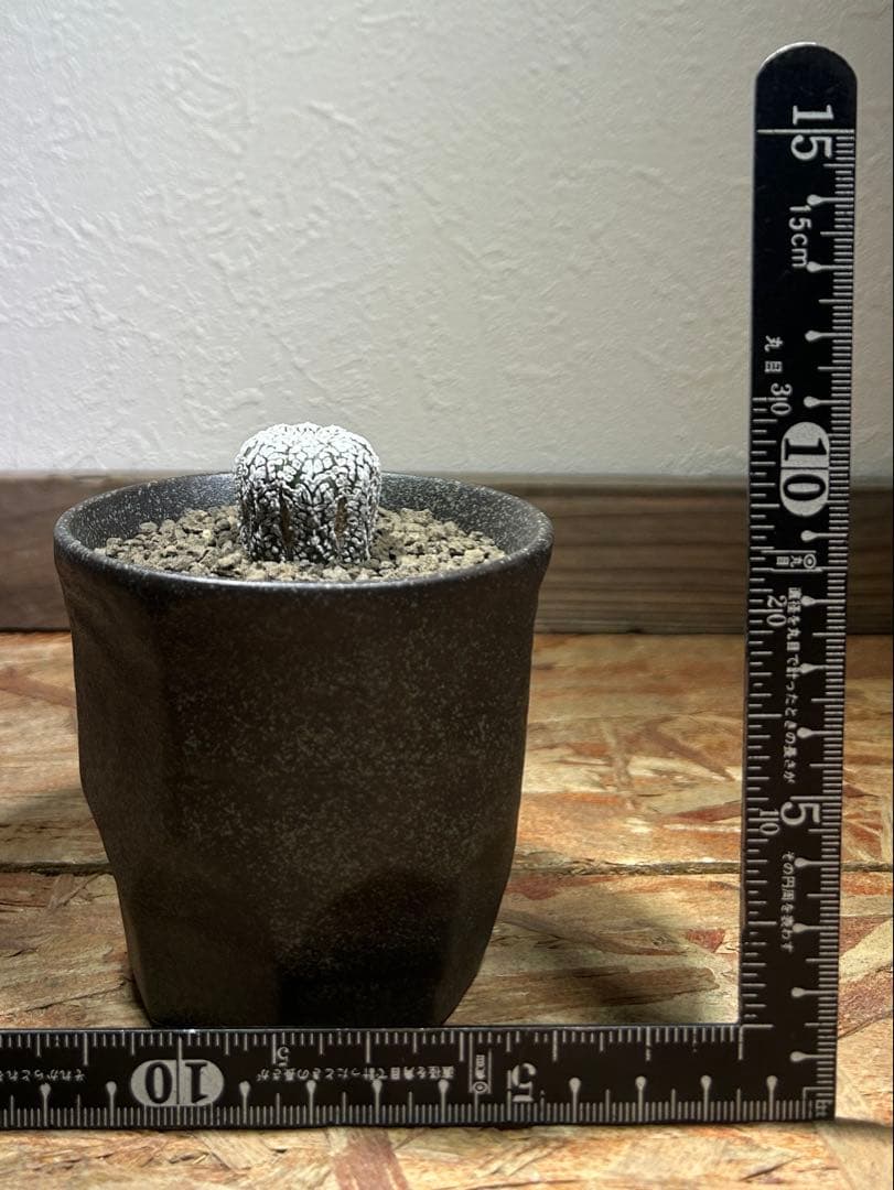 アストロフィツム　ミラクル　スーパー兜　アロー　Vタイプ　鉢のまま発送　サボテン