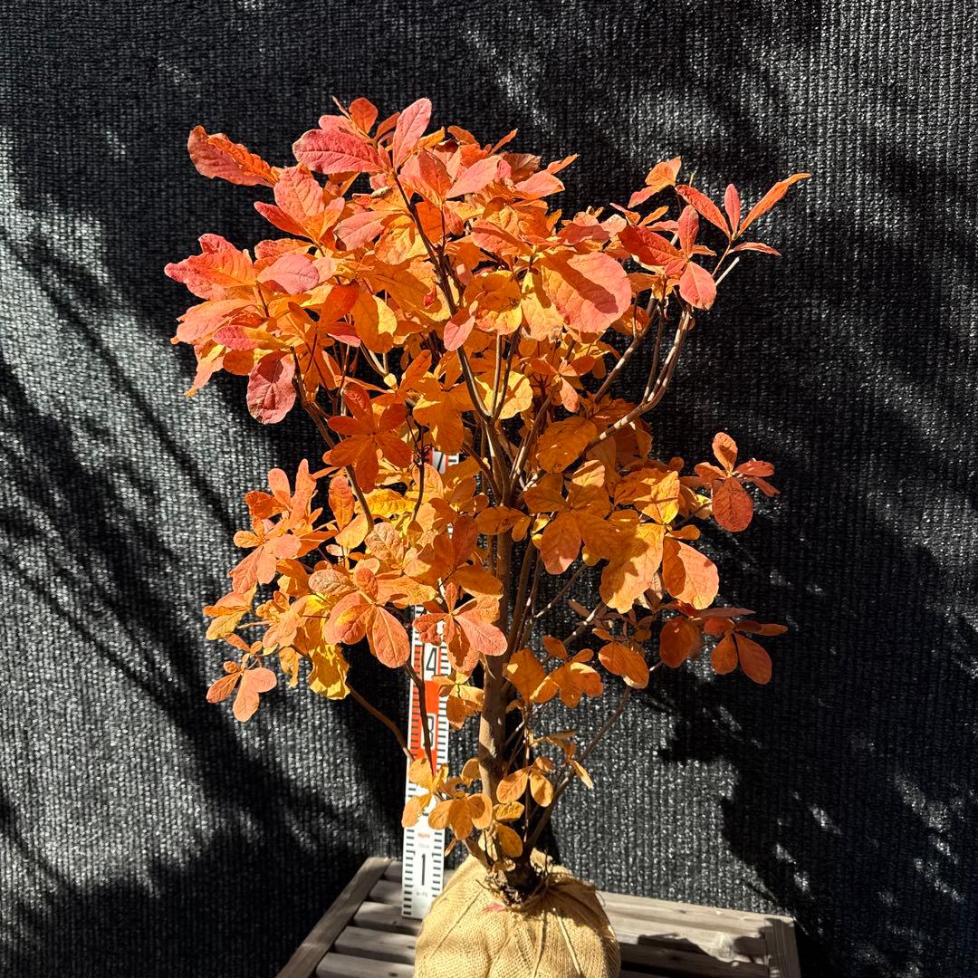 クロフネツツジ　【品番3435】