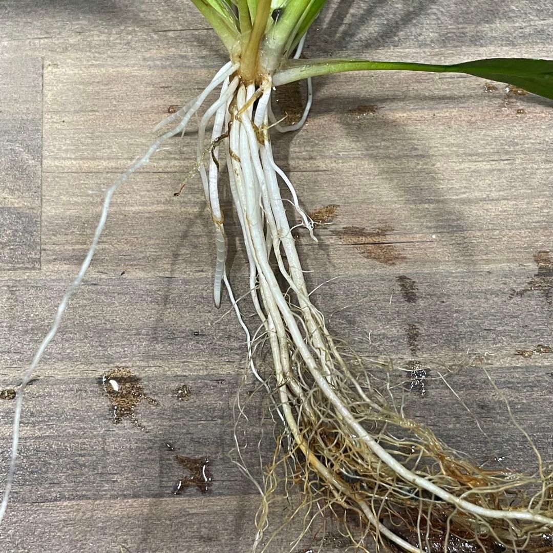 ニコ　E.ホレマニーヴェルデ1株と座標軸1株のセット