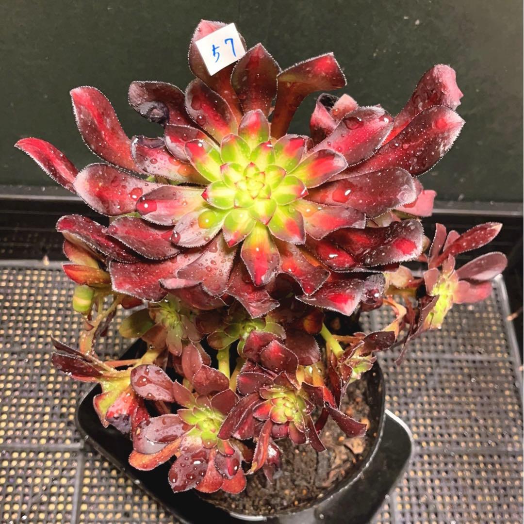 57#植物アエオニウム錦❤️シャネル 变異夕焼け❤️1大頭19つ子芽25cm拔き苗