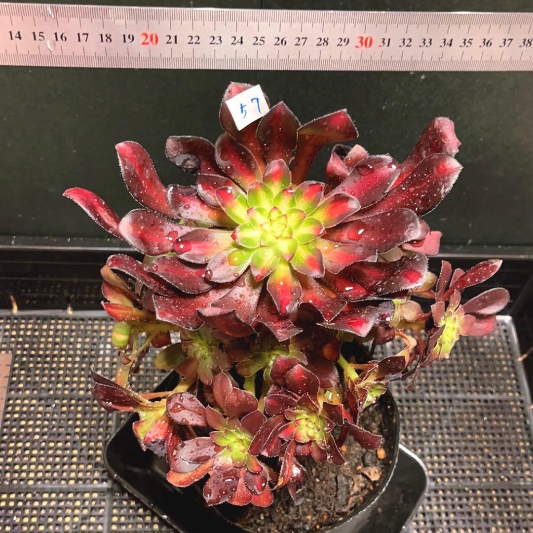 57#植物アエオニウム錦❤️シャネル 变異夕焼け❤️1大頭19つ子芽25cm拔き苗