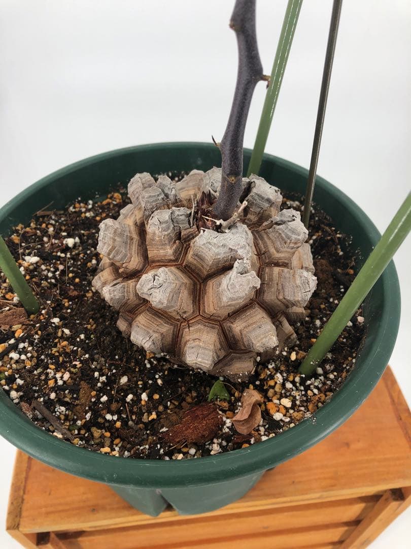 アフリカ亀甲竜　7号　②