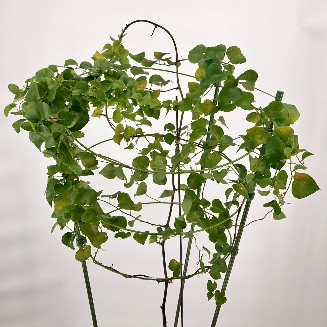 アフリカ亀甲竜　7号　②