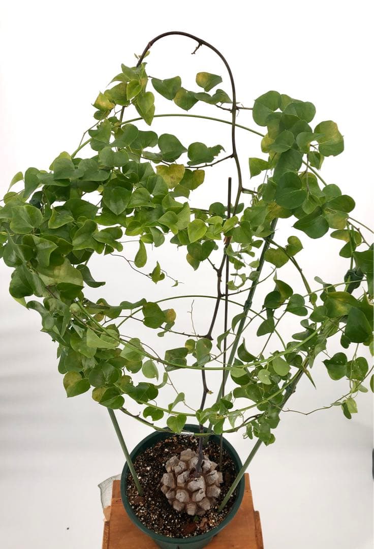 アフリカ亀甲竜　7号　②