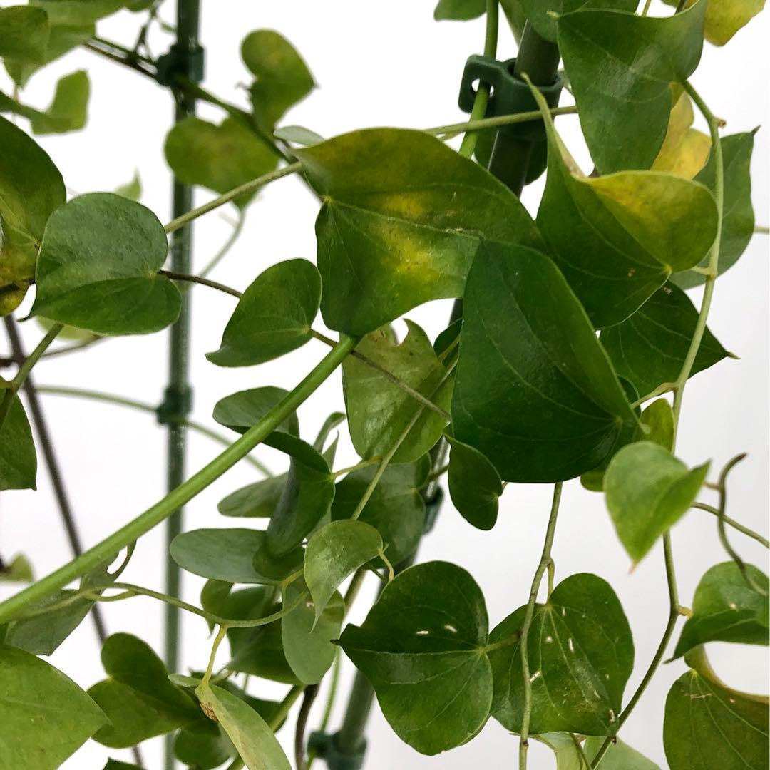 アフリカ亀甲竜　7号　②