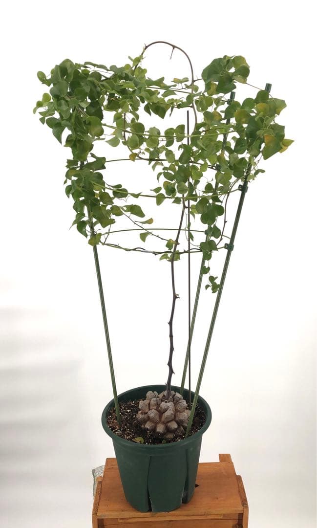 アフリカ亀甲竜　7号　②