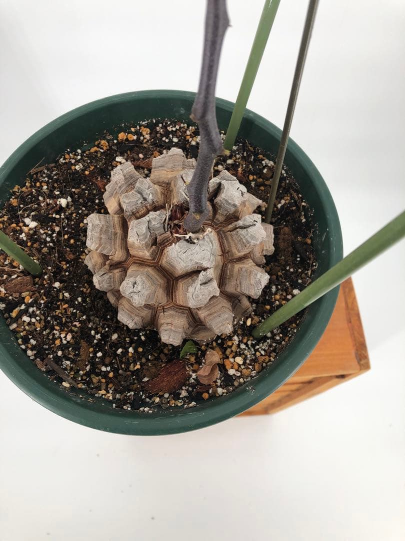 アフリカ亀甲竜　7号　②