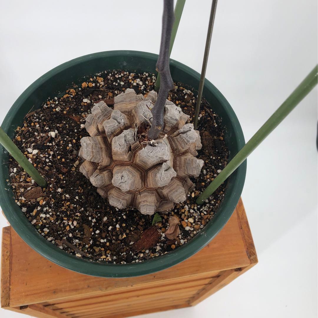 アフリカ亀甲竜　7号　②