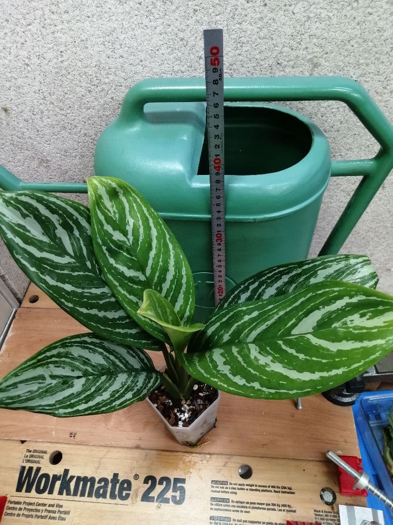 アグラオネマ　ニティドゥム　カーティシー 子株①