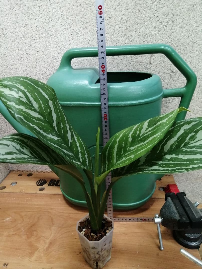 アグラオネマ　ニティドゥム　カーティシー 子株①