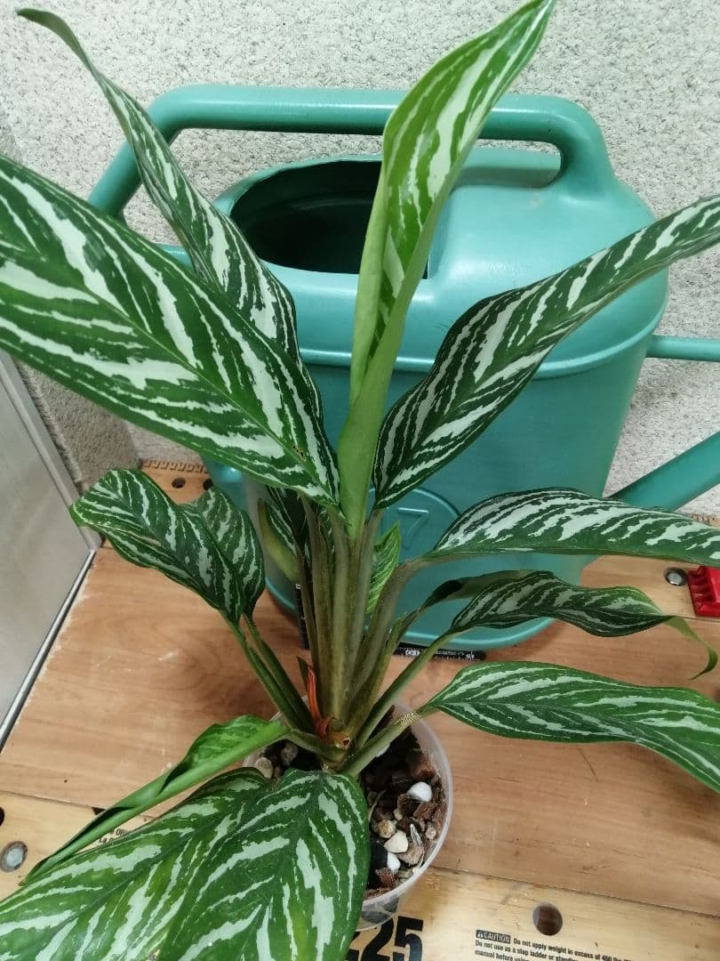 アグラオネマ　ニティドゥム　カーティシー 子株①