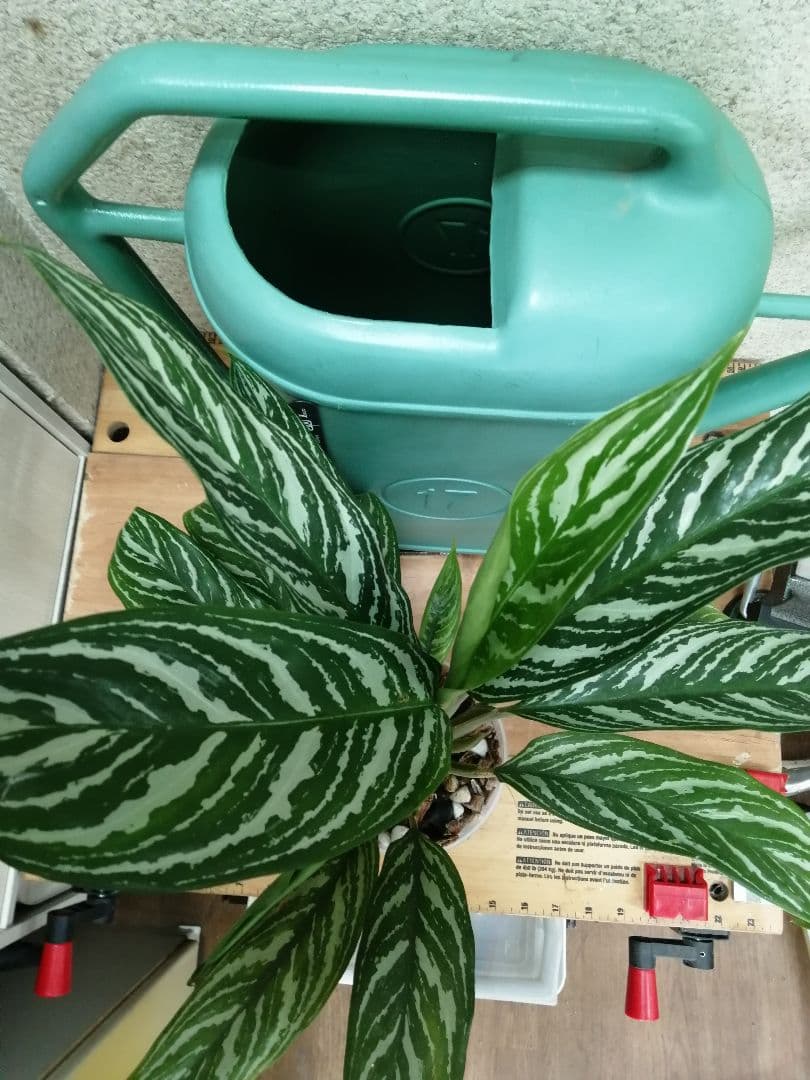 アグラオネマ　ニティドゥム　カーティシー 子株①