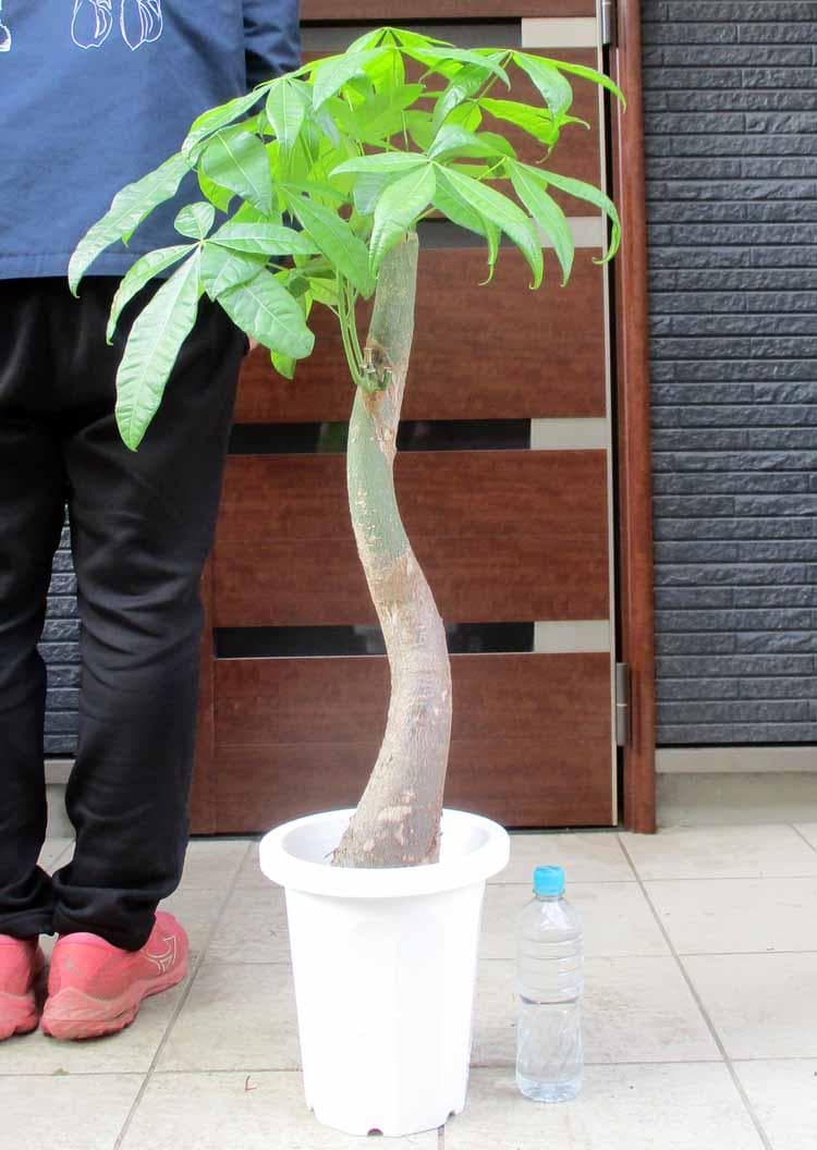 【現品】パキラ　極太　8号　TB番