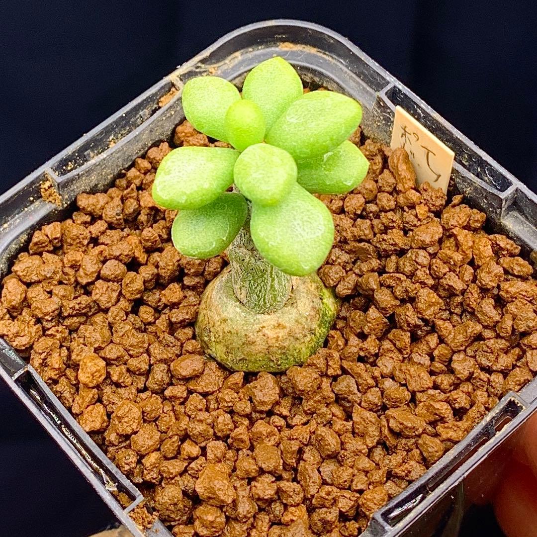 写真2-4枚目！　チレコドン　ポドレイアエ　多肉植物　塊根植物　実生
